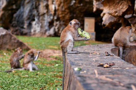Photo for Wildlife. Little monkey eating fruits outdoors. - Royalty Free Image