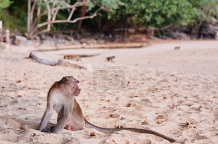 Photo for Wild macaque monkey on the sand beach. - Royalty Free Image