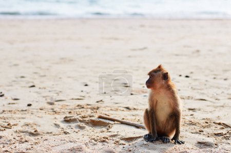 Téléchargez les photos : Singe macaque sauvage sur la plage de sable. - en image libre de droit