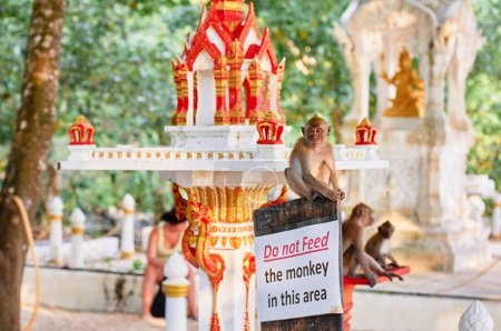 Foto de Familia de macacos en el jardín del templo budista en Tailandia. - Imagen libre de derechos