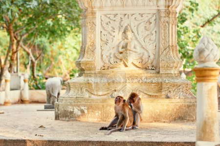 Téléchargez les photos : Famille Macaque dans le jardin du temple bouddhiste en Thaïlande. - en image libre de droit