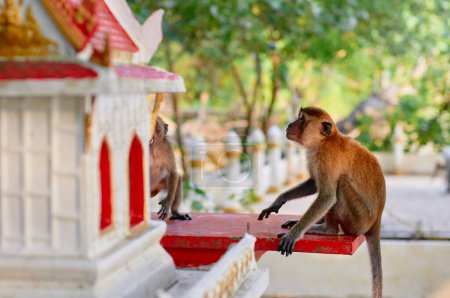 Photo for Macaque family in buddhist temple garden in Thailand. - Royalty Free Image