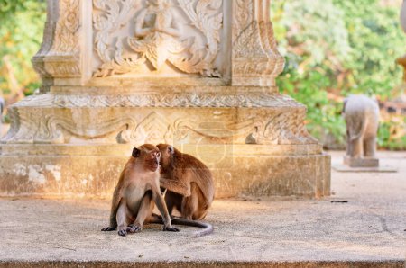 Foto de Familia de macacos en el jardín del templo budista en Tailandia. - Imagen libre de derechos