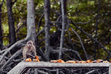 Foto de Mono adulto comiendo frutas de mango al aire libre. - Imagen libre de derechos