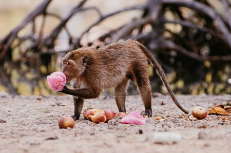 Photo for Adult monkey eating fruits outdoors. - Royalty Free Image