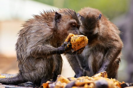 Foto de Monos adultos comiendo frutas de mango al aire libre. - Imagen libre de derechos