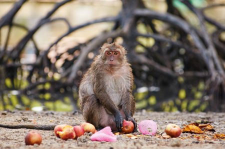 Photo for Adult monkey eating fruits outdoors. - Royalty Free Image
