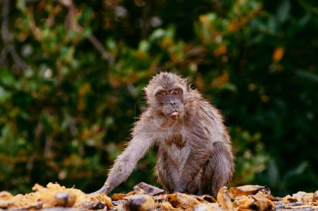 Photo for Adult monkeys eating mango fruits outdoors. - Royalty Free Image
