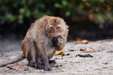 Foto de Mono adulto comiendo frutas de mango al aire libre. - Imagen libre de derechos