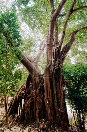 Foto de Viajar por Tailandia. El poder de la naturaleza. Raíces de árbol de Banyan. - Imagen libre de derechos