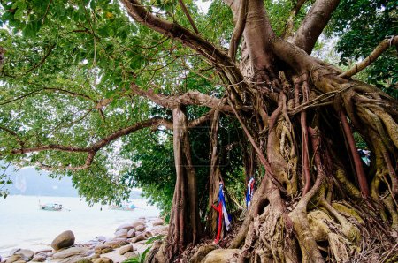 Travel by Thailand. Power of nature. Roots of banyan tree.