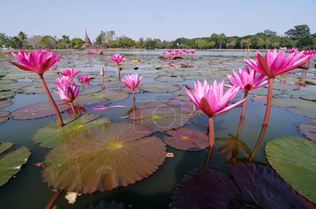 Photo for A Beautiful Blooming pink Lotus Water Lily Pad Flower. - Royalty Free Image