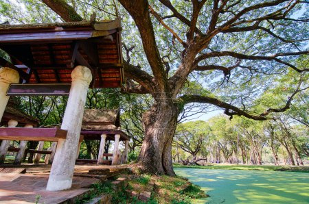 Foto de Hermoso estanque verde en el antiguo parque de Sukhothai, Tailandia - Imagen libre de derechos