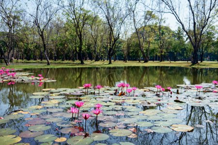 Téléchargez les photos : Lac étang avec une belle floraison rose Lotus Water Lily Pad fleurs - en image libre de droit