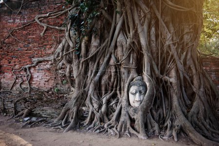 Photo for Ancient Budha statue's face in the tree roots in Ayuthaya khmer temple, Thailand. - Royalty Free Image
