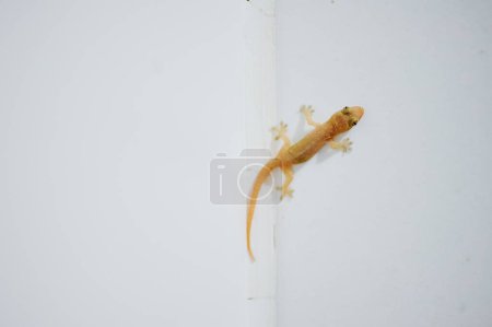 Little gecko on white wall.