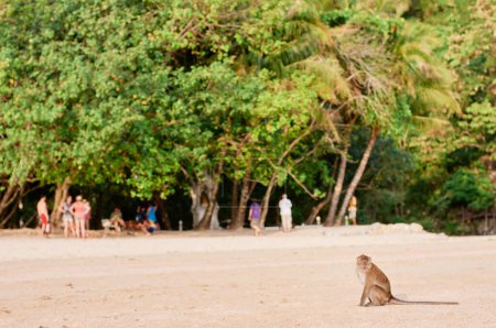 Foto de Mono macaco salvaje en la playa de arena. - Imagen libre de derechos