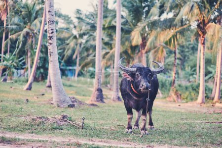 Big black bull at green grass at coconut palm plantation.