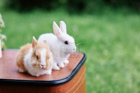 Téléchargez les photos : Printemps et Pâques. Mignons petits lapins en valise. - en image libre de droit