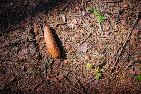 Photo for Pinecone on the ground. - Royalty Free Image