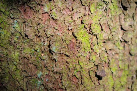 Téléchargez les photos : Texture. Écorce d'arbre dans la forêt - en image libre de droit