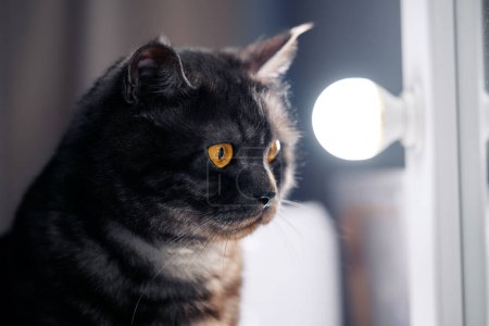 Porträt der schwarz entkleideten Katze