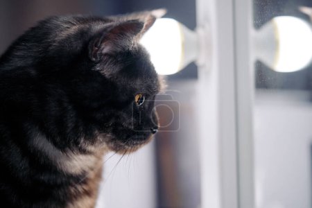 Téléchargez les photos : Portrait de chat dépouillé noir - en image libre de droit