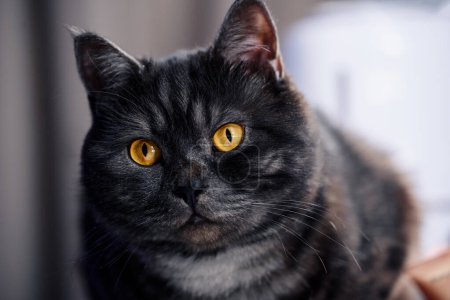 Foto de Retrato de gato negro pelado - Imagen libre de derechos