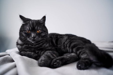 Foto de Adorable gato negro acostado en la cama en casa. - Imagen libre de derechos