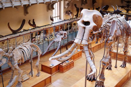 Photo for Skeleton in the museum of paleontology - Royalty Free Image