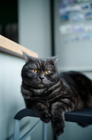 Photo for Adorable scottish black tabby cat on a chair in the kitchen. - Royalty Free Image