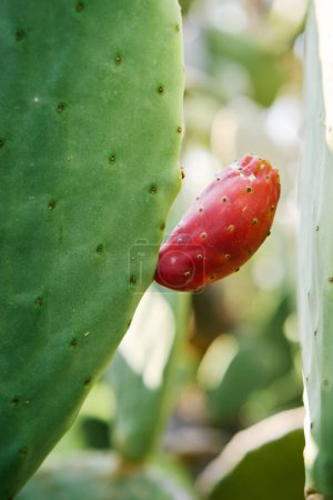 Photo for Red opuntia fruit or cactus pear. - Royalty Free Image