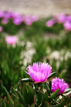 Rosa del desierto. Delosperma cooperi. Flores rosa púrpura.