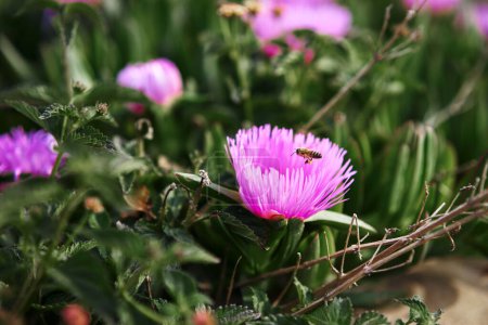 Rosa del desierto. Delosperma cooperi. La abeja en la flor rosa púrpura.