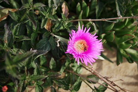 Desert rose. Delosperma cooperi. The bee on the pink purple flower.