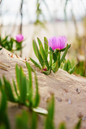 Foto de Rosa del desierto. Delosperma cooperi. Flores rosa púrpura. - Imagen libre de derechos