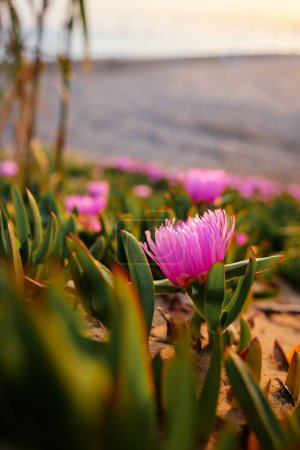 Rosa del desierto. Delosperma cooperi. Flores rosa púrpura.
