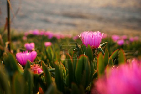 Téléchargez les photos : Rose du désert. Delosperma cooperi. Fleurs violettes roses. - en image libre de droit