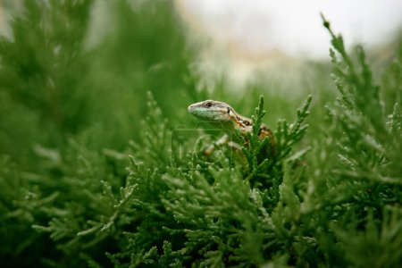 Foto de Vida silvestre. Lagarto pequeño sentado en arbusto verde. - Imagen libre de derechos