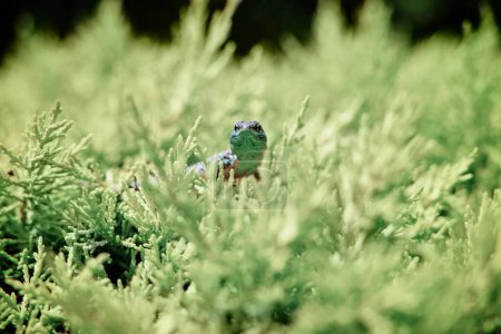 Téléchargez les photos : La faune. Petite lizzard assise sur un buisson vert. - en image libre de droit