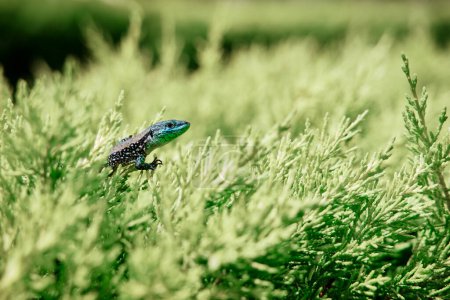 Photo for Wildlife. Small lizzard sitting on green bush. - Royalty Free Image