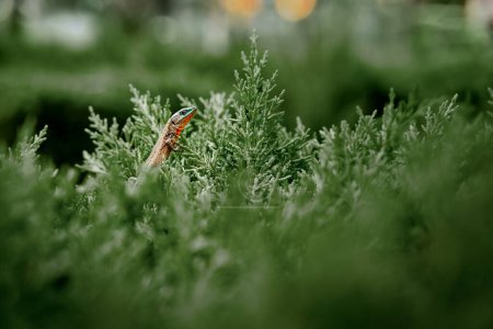 Foto de Vida silvestre. Lagarto pequeño sentado en arbusto verde. - Imagen libre de derechos