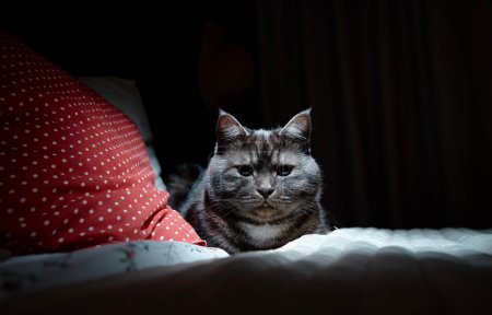Foto de Adorable gato negro tabby en la cama en casa. - Imagen libre de derechos