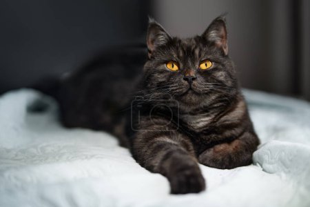 Téléchargez les photos : Adorable chat noir couché sur le lit à la maison. - en image libre de droit