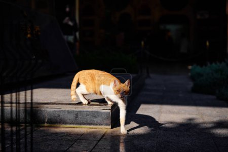 Foto de Lindo jengibre gato caminando en la calle - Imagen libre de derechos