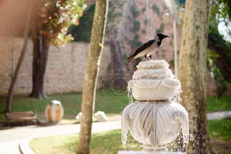 Téléchargez les photos : Oiseaux corbeaux se baignant dans la fontaine du parc. - en image libre de droit