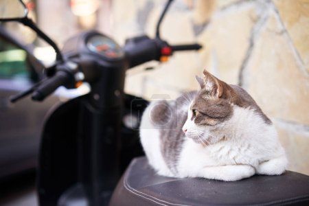 Foto de Retrato de taquigrafía gato blanco y gris sentado en moto. - Imagen libre de derechos