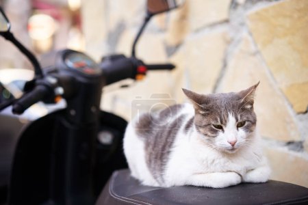 Foto de Retrato de taquigrafía gato blanco y gris sentado en moto. - Imagen libre de derechos