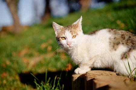 Téléchargez les photos : Portrait de chat blanc et gris à poil court au parc. - en image libre de droit