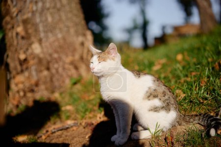 Foto de Retrato de gato blanco y gris en el parque. - Imagen libre de derechos
